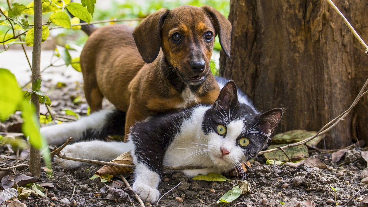Hund oder Katze im Garten begraben – was ist erlaubt? Brauner Hund und schwarz-weiße Katze liegen zusammen im Garten unter einem Baum