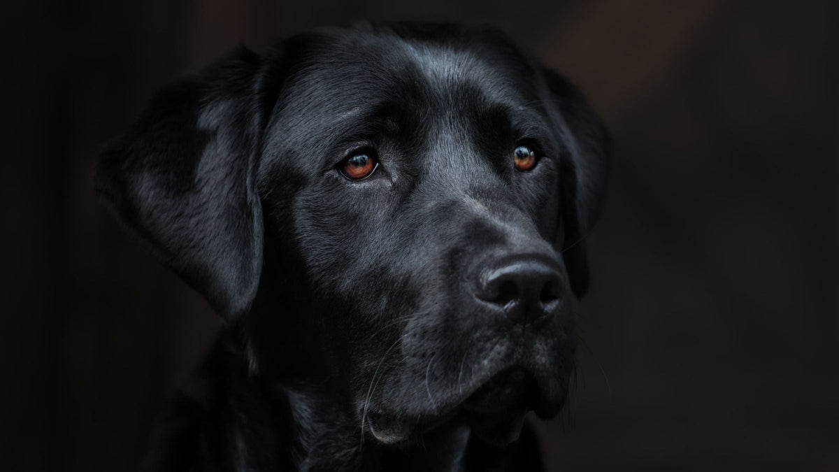Kurze Sprüche zum Abschied von Ihrem Hund – Schwarzer Hund mit braunen Augen schaut vor dunklem Hintergrund zur Seite