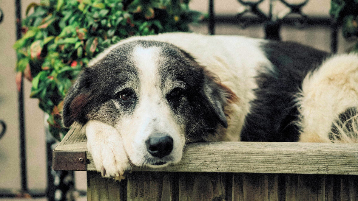 Hund gestorben – was ist jetzt zu tun? Trauriger schwarz-weißer Hund liegt mit dem Kopf auf einer Holzkiste