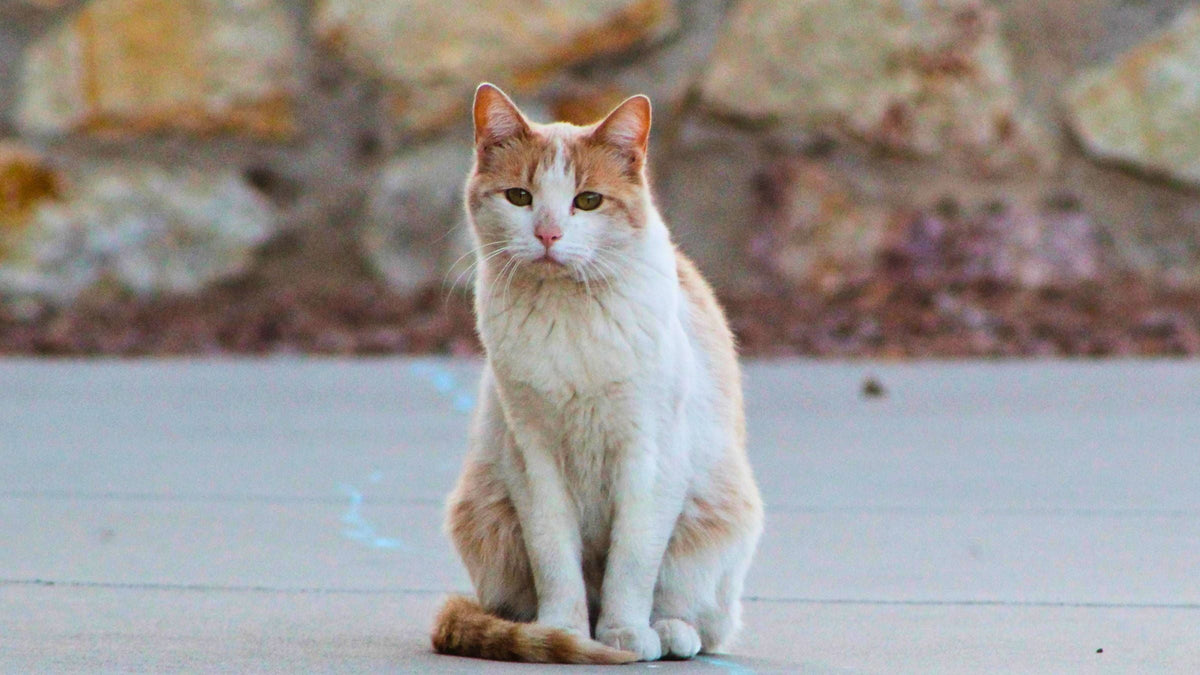 Kurze Sprüche zum Abschied von Ihrer Katze – Rot-weiße Katze sitzt aufrecht und blickt ernst in die Kamera