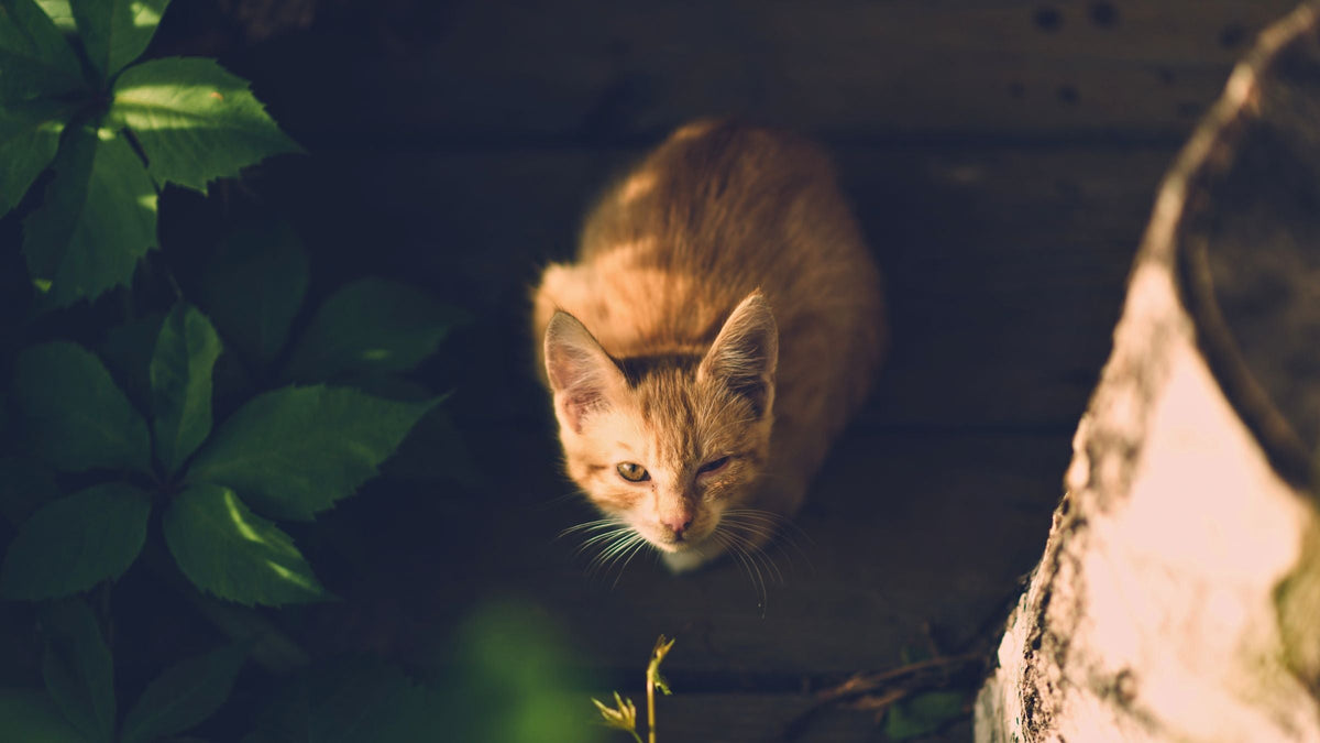 Katze gestorben: Trost und Abschied – Rote Katze sitzt im Halbschatten zwischen Blättern und schaut nach oben
