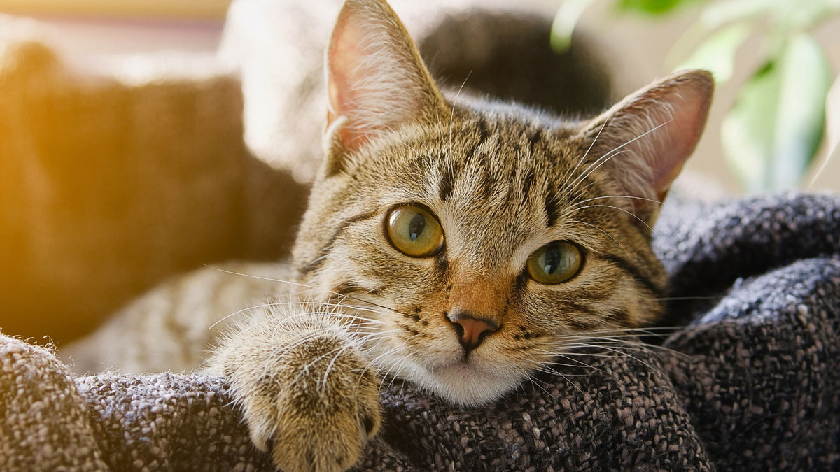 Katze gestorben – was ist jetzt zu tun? Getigerte Katze liegt mit traurigem Blick auf einer grauen Decke